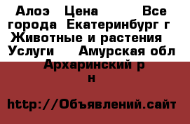 Алоэ › Цена ­ 150 - Все города, Екатеринбург г. Животные и растения » Услуги   . Амурская обл.,Архаринский р-н